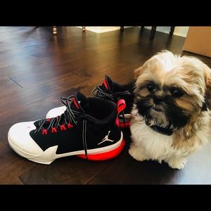 Jordan Shoes ~ Puppy not included 😄
